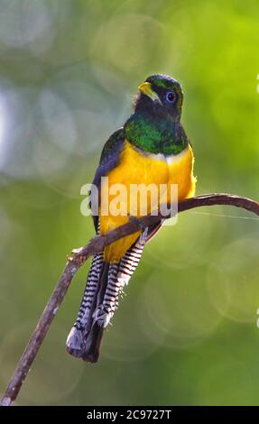 trogon à tête noire (Trogon melanocephalus), femelle perchée sur une branche, Costa Rica Banque D'Images