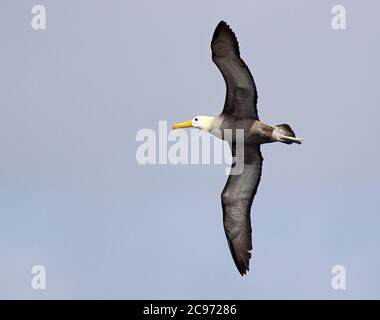 Albatros ondulés, albatros Galapagos (Diomedea irrorata, Phoebastria irrorata), adulte en vol, albatros ondulés en danger critique sur l'île d'Espanola, Équateur, îles Galapagos, Espanola Banque D'Images