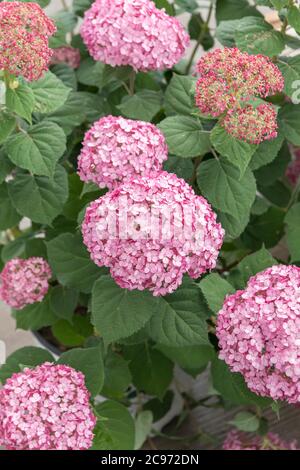 Hydrangea sauvage (Hydrangea arborescens 'Incrediball Blush', Hydrangea arborescens Incrediball Blush), cultivar Incrediball Blush Banque D'Images