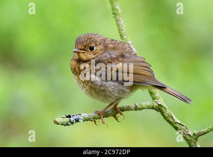 Le robin britannique (erithacus rubecula melophilus, erithacus melophilus), perché sur une bûche, Royaume-Uni, Écosse, Norfolk Banque D'Images