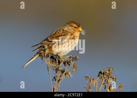 British twite (Carduelis flavirostris pipilans, Carduelis pipilans), fourrager des graines à Thornham Harbour, Royaume-Uni, Angleterre, Norfolk Banque D'Images