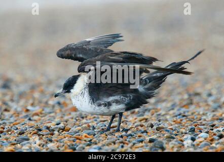 Pomarine skua (Stercorarius pomarinus), adulte debout sur la plage, Royaume-Uni, Angleterre, Norfolk Banque D'Images
