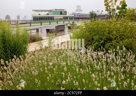 Lavande anglaise (Lavandula angustifolia, Lavandula officinalis), jardin de toit surplanté jardin Skyline au sommet du centre commercial Skyline Plaza, Europaviertel (quartier européen), Allemagne, Hesse, Francfort-sur-le-main Banque D'Images