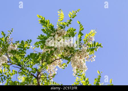 Criquet noir, criquet commun, robinia (Robinia pseudo-acacia, Robinia pseudoacacia, Robinia pseudoacacia), brindille de floraison, Allemagne Banque D'Images