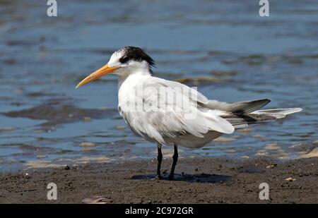 Sterne élégante (Thalasseus elegans, Sterna elegans), Sterne élégante hivernant sur la côte du pacifique, porté individuellement, Costa Rica Banque D'Images