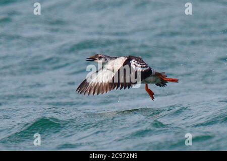 guillemot noir (Cepphus grylle), premier hiver à partir de l'eau, Royaume-Uni, Angleterre, Norfolk Banque D'Images