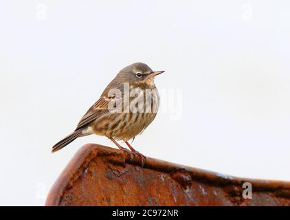 British Rock Pitpit (Anthus petrosus petrosus, Anthus petrosus), se trouve sur le métal rouillé, Royaume-Uni, Angleterre, Norfolk Banque D'Images