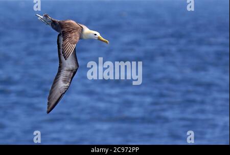 Albatros ondulés, albatros Galapagos (Diomedea irrorata, Phoebastria irrorata), adulte en vol, albatros ondulés en danger critique sur l'île d'Espanola, Équateur, îles Galapagos, Espanola Banque D'Images