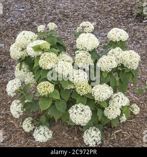 Hortensia sauvage (Hydrangea arborescens 'Invincibelle Limetta', Hydrangea arborescens Invincibelle Limetta), cultivar Invincibelle Limetta Banque D'Images