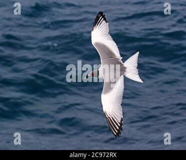 Mouette à queue hirondelle (Creagrus furcatus), adulte en vol au-dessus de l'océan, Équateur, îles Galapagos Banque D'Images