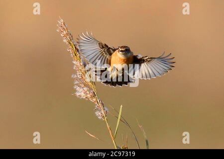 Stejneger's Stonechat (Saxicola stejnegeri), en vol, Royaume-Uni, Angleterre, Norfolk Banque D'Images