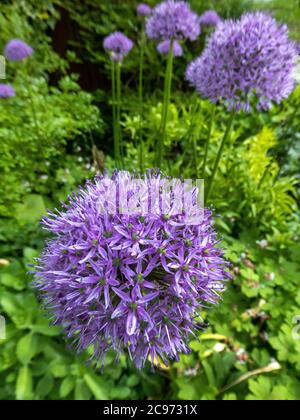 allium persan géant (Allium aflatunense), floraison, route des vins allemande Banque D'Images