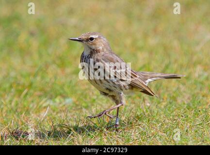 British Rock Pitpit (Anthus petrosus petrosus, Anthus petrosus), Walking on Coastal Meadow, Royaume-Uni, Angleterre, Dorset Banque D'Images