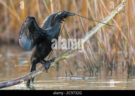 Cormoran pygmée (Phalacrocorax pygmeus, Microcarbo pygmaeus), perches avec matériel de nidification en équilibre dans le projet de loi sur une branche au-dessus d'un lac, vue latérale, Italie, Piana fiorentina Banque D'Images