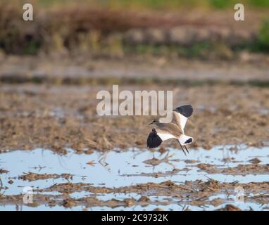 Pluvier sociable (Chettusia gregaria, Vanellus gregarius), premier hiver Lapwing sociable survolant des champs dans le delta de l'Èbre, débarquant sur un champ agricole humide, Espagne, Tarragone Banque D'Images