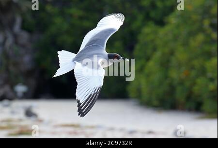 Guette à queue hirondelle (Creagrus furcatus), adulte survolant la plage, Équateur, îles Galapagos Banque D'Images