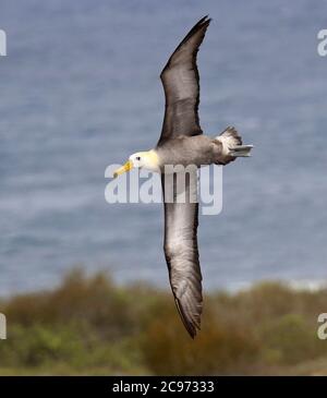 Albatros ondulés, albatros Galapagos (Diomedea irrorata, Phoebastria irrorata), adulte en vol, albatros ondulés en danger critique sur l'île d'Espanola, Équateur, îles Galapagos, Espanola Banque D'Images