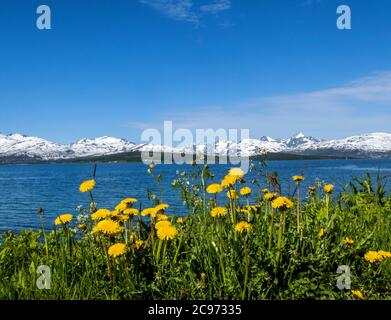 Fin du printemps dans le nord de la Norvège, Norvège, Troms, Sandnessund, Tromsoe Banque D'Images