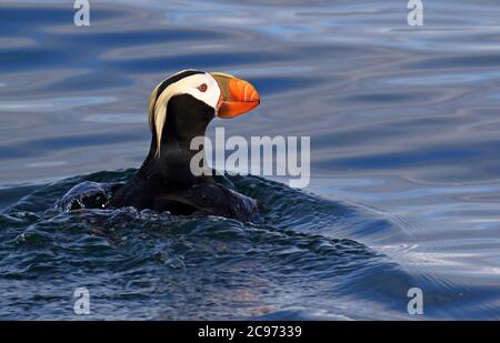 Macareux touffés (Fratercula cirrhota, Lunda cirrhota), adulte en mer au large de l'Alaska, nageant loin du navire, États-Unis, Alaska Banque D'Images