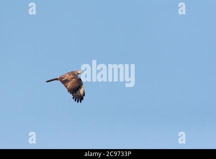 Le bourdonnon de miel oriental (Pernis ptilorhynchus), immaturité en migration au-dessus de Happy Island, probablement une femme de deuxième année, Chine, Hebei, Happy Island Banque D'Images