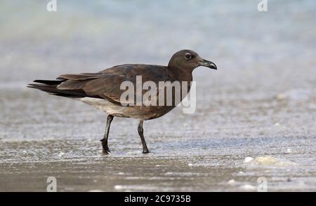 La mouette dusky (Larus fuliginosus, Leucophaeus fuliginosus), la mouette la plus rare du monde, immature sur la plage, Équateur, îles Galapagos Banque D'Images