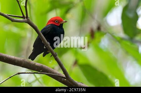 Manakin à capuchon rouge (Ceratopipra mentalis), mâle perché dans une sous-canopée dans une forêt tropicale humide de plaines, Panama Banque D'Images