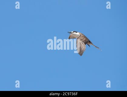 Lanterne à sucette (Sterna fuscata, Onychopion fuscatus), sterne à subatures en vol, île de l'Ascension Banque D'Images