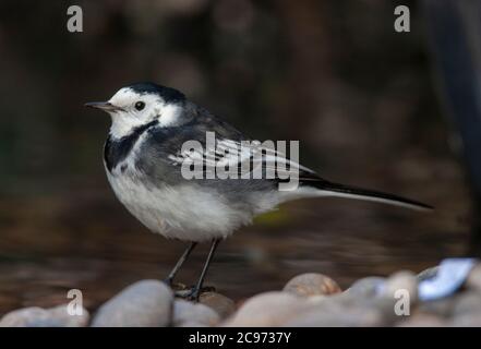 queue de cheval à pied, queue de cheval blanche à pied (Motacilla alba yarrellii, Motacilla yarrellii), mâle perçant en hiver sur une pierre, vue latérale, Royaume-Uni, Angleterre Banque D'Images