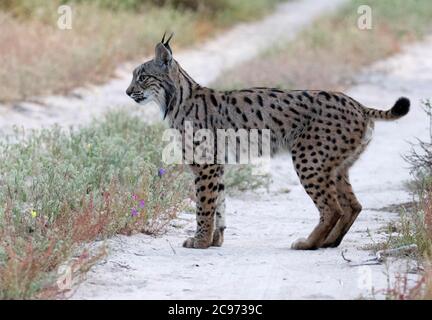 Lynx ibérique (Lynx pardinus), adulte encore debout sur une route de terre, Espagne, Andujar Banque D'Images