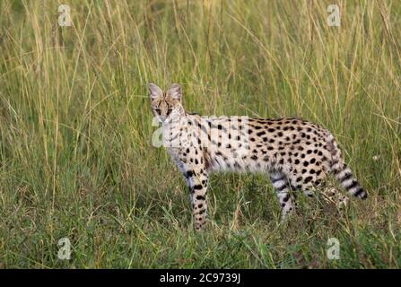 serval (Leptalurus serval lipostictus, Felis serval lipostictus), debout dans la haute herbe dans l'habitat de la savane, Kenya Banque D'Images