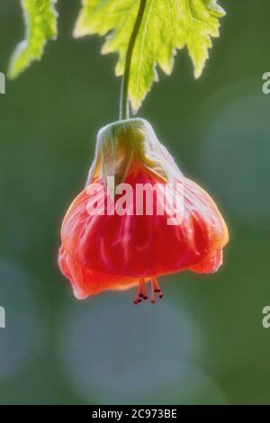 Red vein abutilon, Red vein Indian Mallow, Red vein Floraison Maple, lanterne chinoise, Red vein Chinese lanterne (Abutilon pictum, Abutilon striatum), fleur, Allemagne, 1 Banque D'Images