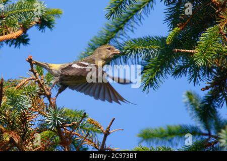 bec-croisé à ailes blanches (Loxia leucoptera), femelle en vol, Royaume-Uni, Écosse, îles Shetland, Sullom Voe Banque D'Images