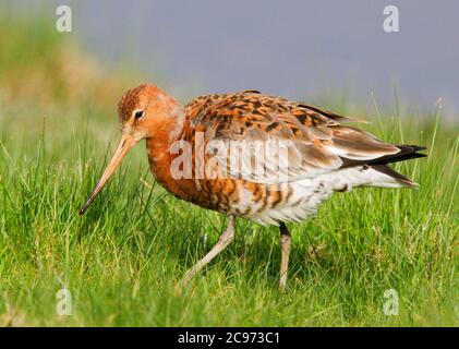 Godwit à queue noire (Limosa limosa islandica, Limosa islandica), mâle dans un pré au printemps, vue latérale, Royaume-Uni, Angleterre, Norfolk Banque D'Images