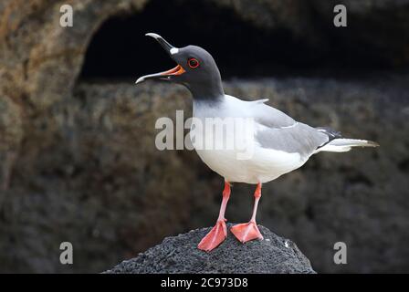 Mouette à queue hirondelle (Creagrus furcatus), adulte appelant fort, Équateur, Îles Galapagos Banque D'Images