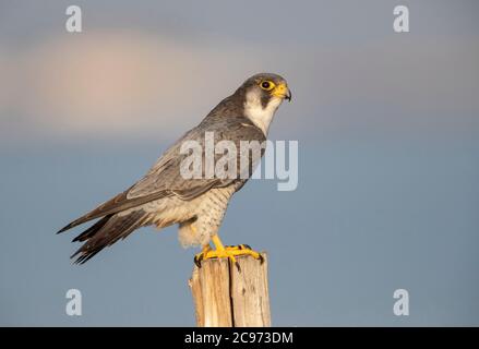 faucon pèlerin (Falco peregrinus), Faucon pèlerin sous-adulte probablement de la sous-espèce califordus, reposant sur un poteau en bois., Espagne, Delta de l'Ebro Banque D'Images