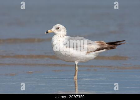 Mouette à bec (Larus delawarensis), debout sur une plage pour le premier été, États-Unis Banque D'Images