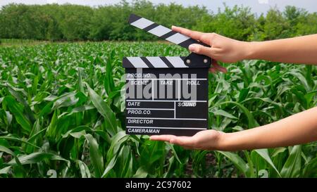 Mains de femmes tenant le film clapper dans un champ de maïs. Banque D'Images