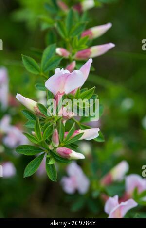 ÉPINEUX RESTHARROW Ononis Spinosa Banque D'Images