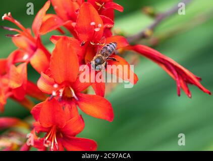 Une abeille se nourrissant de pollen sur une fleur rouge de Crocosmia dans un jardin à Alsager Cheshire Angleterre Royaume-Uni Banque D'Images