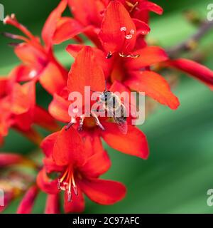 Une abeille se nourrissant de pollen sur une fleur rouge de Crocosmia dans un jardin à Alsager Cheshire Angleterre Royaume-Uni Banque D'Images