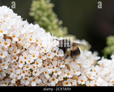 Une Bumblebee à queue de Buff se nourrissant de pollen et de nectar sur une fleur de Buddleia blanche dans un jardin à Alsager Cheshire Angleterre Royaume-Uni Banque D'Images