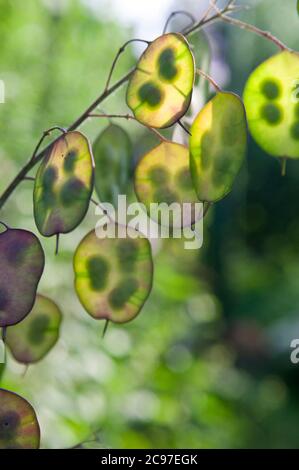 Détail de la plante gros plan d'une nouvelle gousse de graines rétro-éclairée sur une fleur de jardin. Banque D'Images