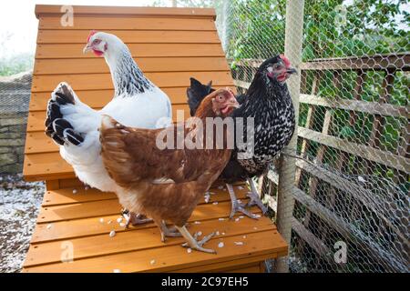 Des poulets dans le jardin d'un foyer domestique. Conservés pour leurs oeufs, les poulets sont libres et ils sont presque les animaux domestiques. Banque D'Images