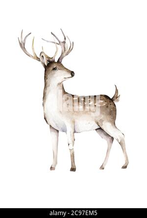 Illustration de cerfs aquarelles dessinés à la main, objets d'isolement sur fond blanc animal sauvage de la forêt Banque D'Images