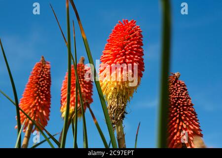 Un grand groupe de pokers chauds rouges a mis en place un ciel bleu profond. Banque D'Images