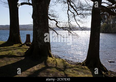 Les rives et le paysage du lac Windermere dans le district du lac lors d'une journée ensoleillée de ciel bleu au printemps. Avec des arbres sans feuilles et des chemins calmes et vides. Banque D'Images