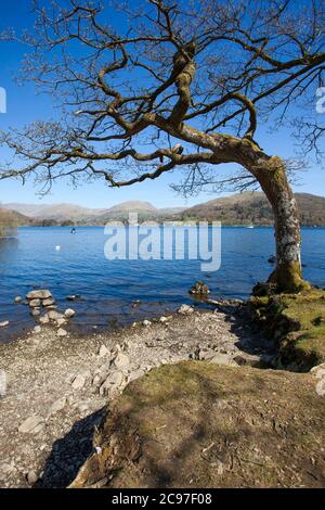 Les rives et le paysage du lac Windermere dans le district du lac lors d'une journée ensoleillée de ciel bleu au printemps. Avec des arbres sans feuilles et des chemins calmes et vides. Banque D'Images