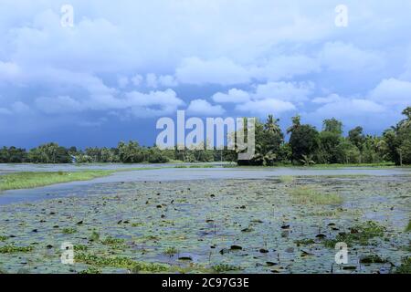 Mangrove, Alappuzha, Kerala, Inde Banque D'Images