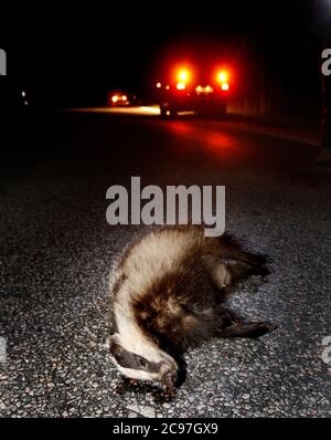 Un blaireau mort conduit par une voiture. Le blaireau européen (Meles meles), également connu sous le nom de blaireau eurasien, est une espèce de blaireau de la famille des Mustelidae, originaire de presque toute l'Europe et de certaines parties de l'Asie occidentale. Photo Jeppe Gustafsson Banque D'Images