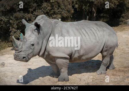 rhinocéros blancs debout dans la nature Banque D'Images